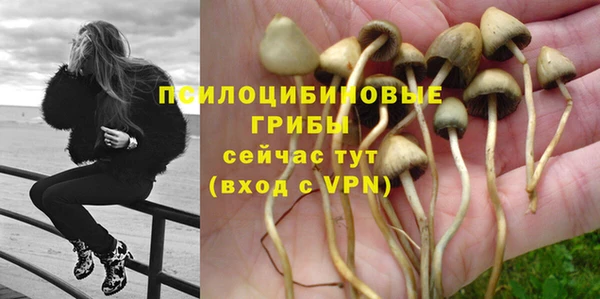 шишки Арсеньев